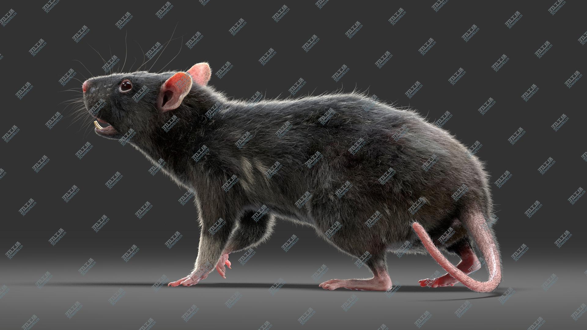 images/goods_img/20210113/Rat (Fur) (3) 3D model/4.jpg